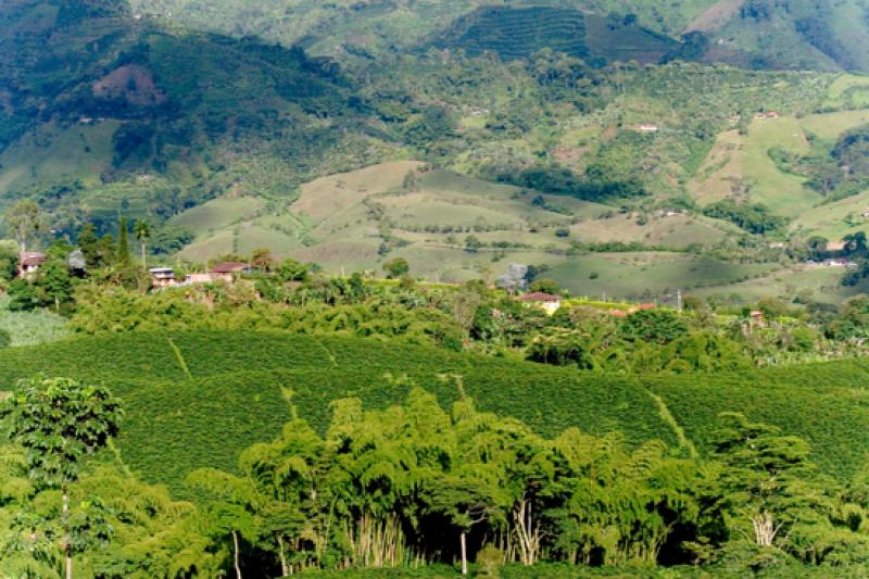 Cultivos de Cafe, Eje Cafetero, Quindio, Armenia, ...