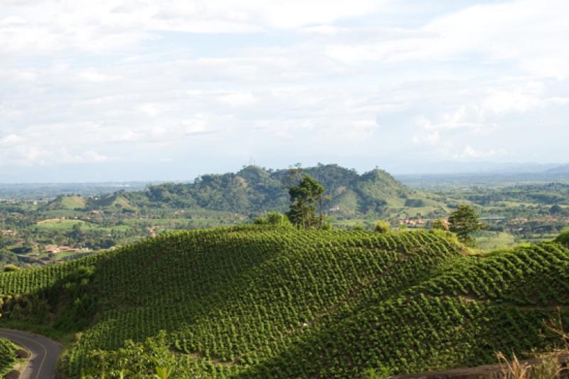 Cultivos de Cafe, Eje Cafetero, Quindio, Armenia, ...