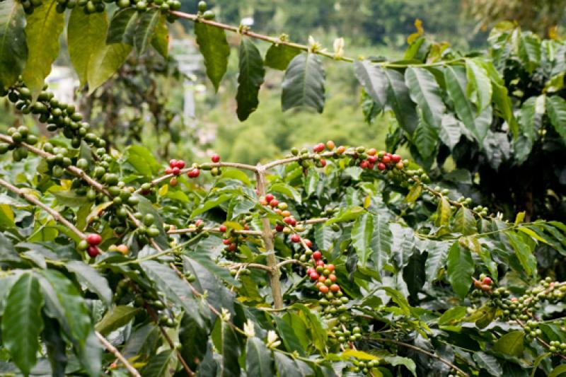 Granos de Cafe, Eje Cafetero, Quindio, Armenia, Co...