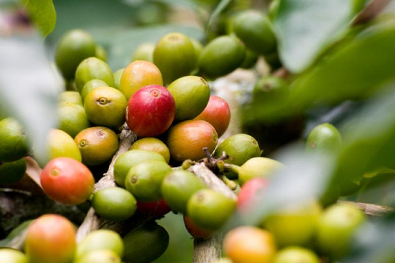 Granos de Cafe, Eje Cafetero, Quindio, Armenia, Co...