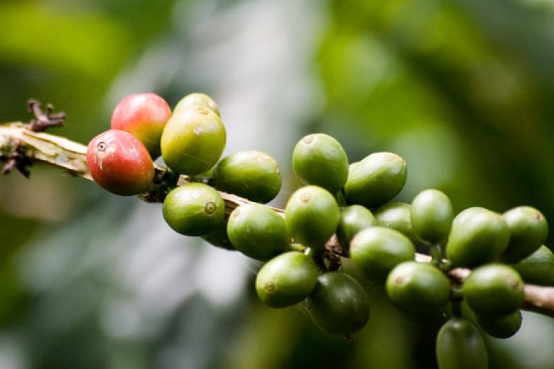 Granos de Cafe, Eje Cafetero, Quindio, Armenia, Co...