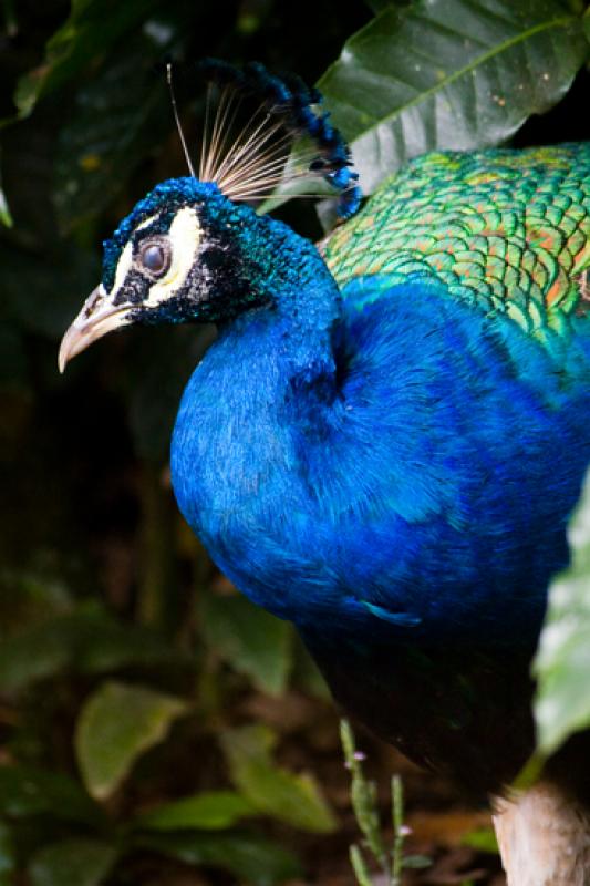 Pavo cristatus