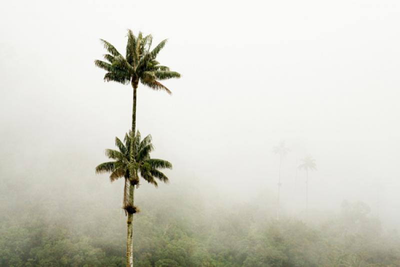 Valle del Cocora, Salento, Eje Cafetero, Quindio, ...