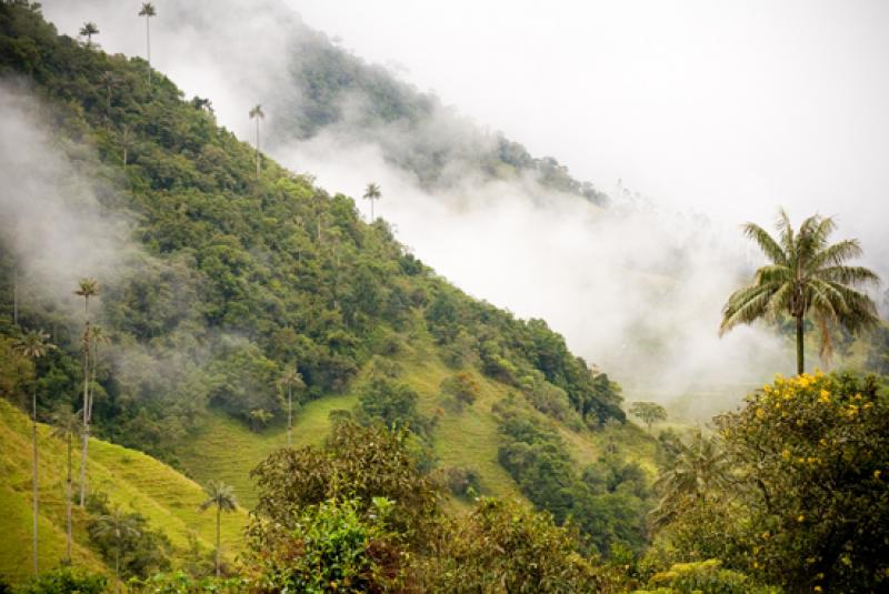 Valle del Cocora, Salento, Eje Cafetero, Quindio, ...