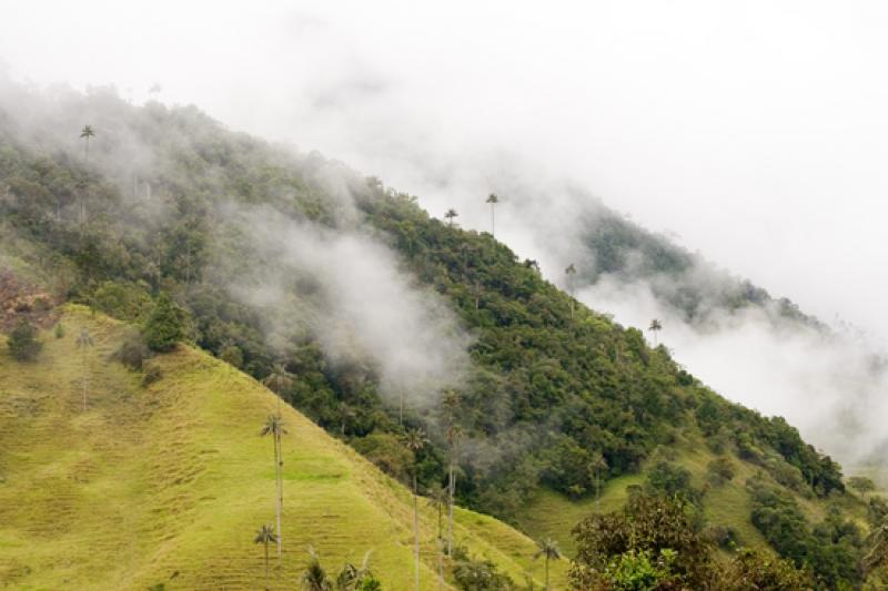 Valle del Cocora, Salento, Eje Cafetero, Quindio, ...