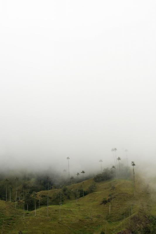 Valle del Cocora, Salento, Eje Cafetero, Quindio, ...