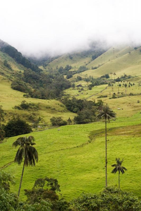 Valle del Cocora, Salento, Quindio, Armenia, Colom...