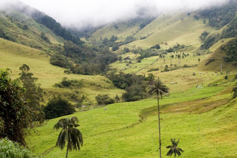 Valle del Cocora, Salento, Eje Cafetero, Quindio, ...