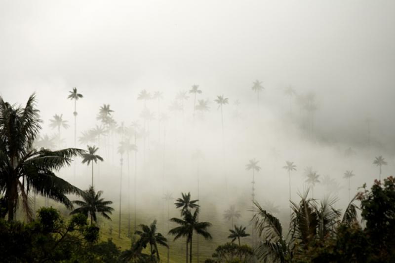 Valle del Cocora, Salento, Eje Cafetero, Quindio, ...