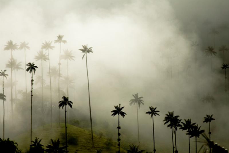 Valle del Cocora, Salento, Eje Cafetero, Quindio, ...