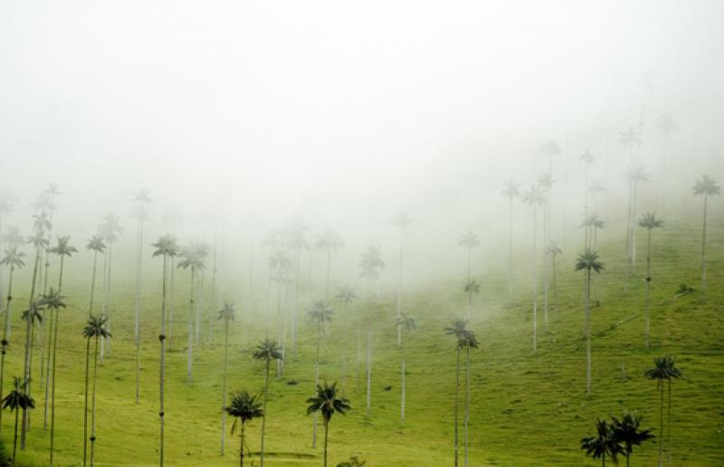 Valle del Cocora, Salento, Eje Cafetero, Quindio, ...