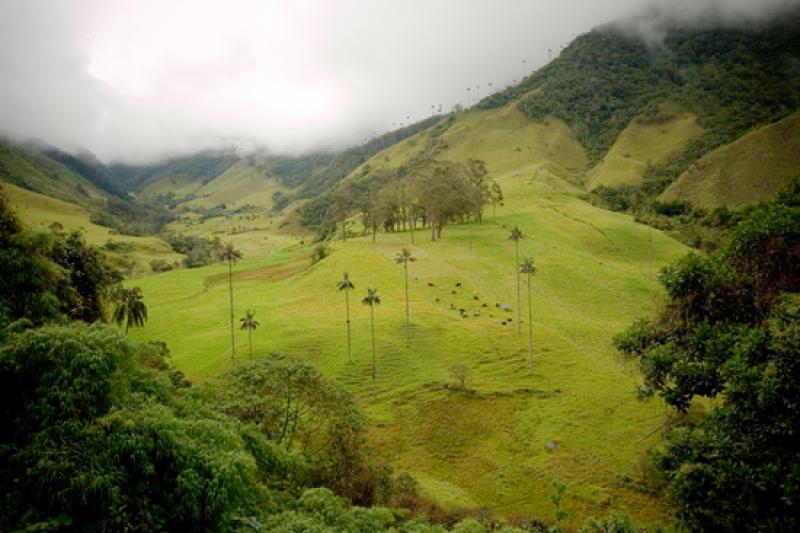 Valle del Cocora, Salento, Eje Cafetero, Quindio, ...