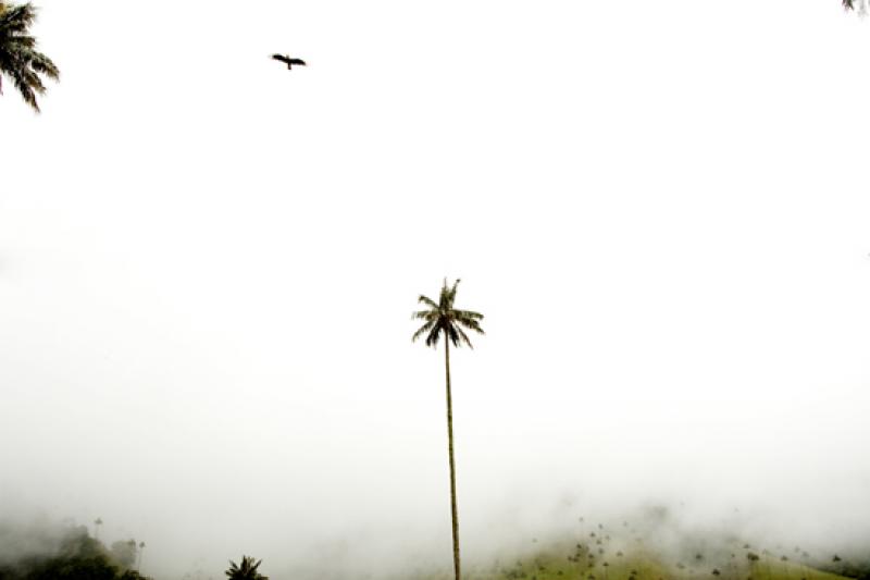 Valle del Cocora, Salento, Eje Cafetero, Quindio, ...