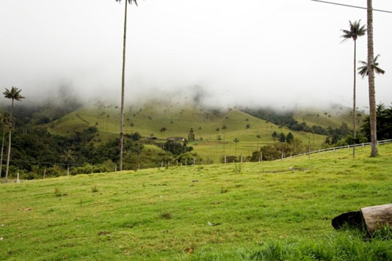 Valle del Cocora, Salento, Eje Cafetero, Quindio, ...