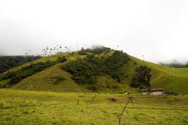 Valle del Cocora, Salento, Eje Cafetero, Quindio, ...