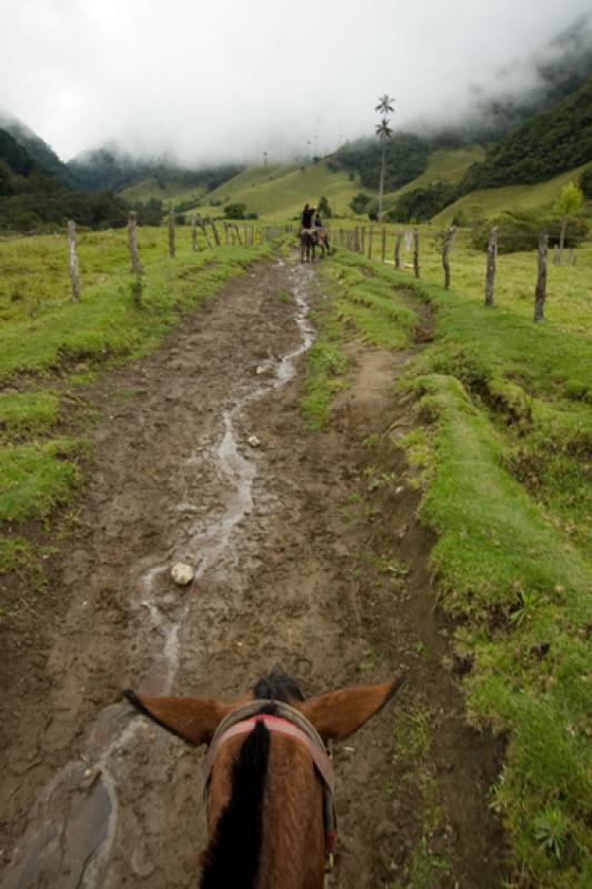 Valle del Cocora, Salento, Eje Cafetero, Quindio, ...