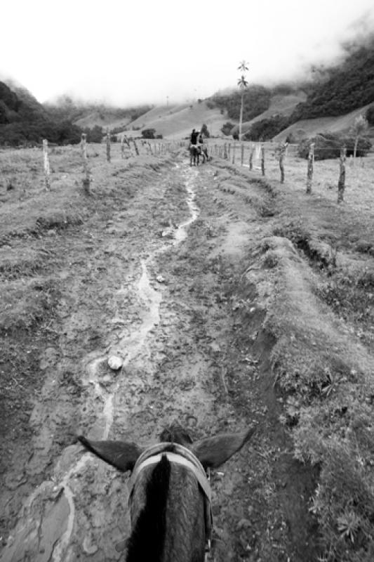 Valle del Cocora, Salento, Eje Cafetero, Quindio, ...