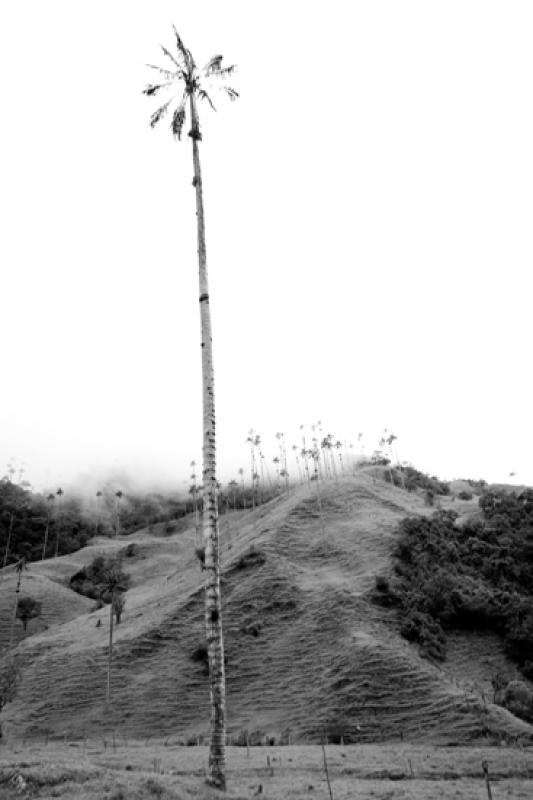 Valle del Cocora, Salento, Eje Cafetero, Quindio, ...