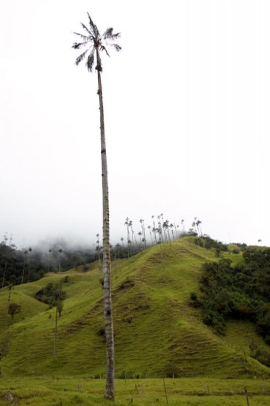 Valle del Cocora, Salento, Eje Cafetero, Quindio, ...