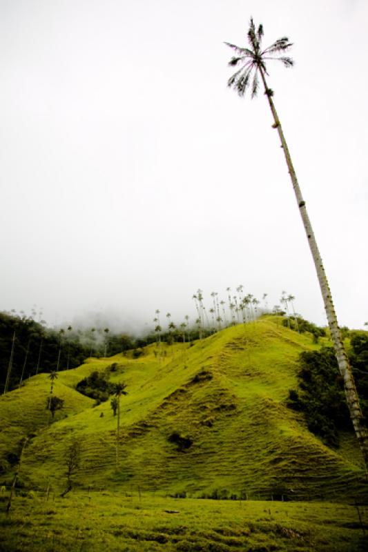 Valle del Cocora, Salento, Eje Cafetero, Quindio, ...