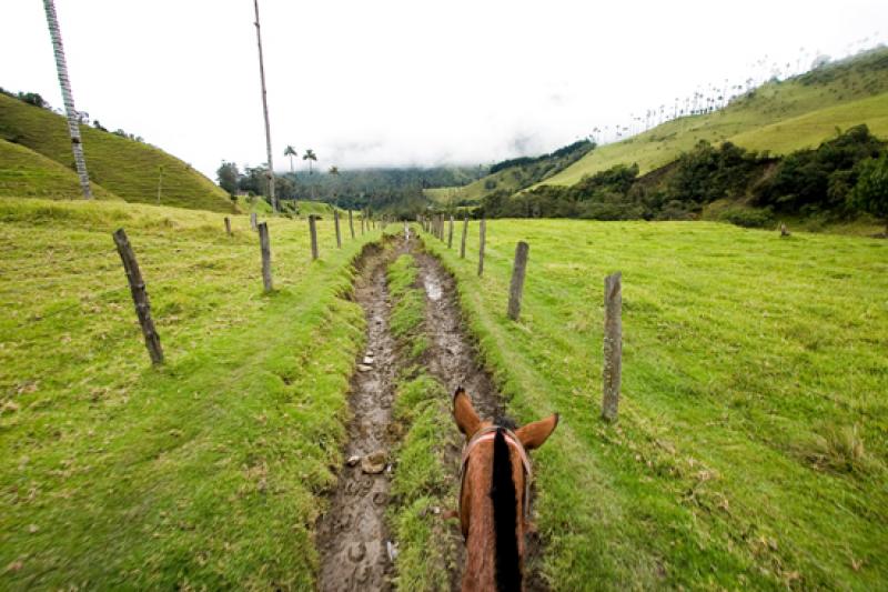 Valle del Cocora, Salento, Eje Cafetero, Quindio, ...