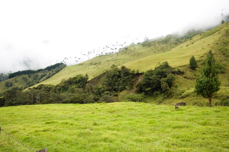 Valle del Cocora, Salento, Eje Cafetero, Quindio, ...