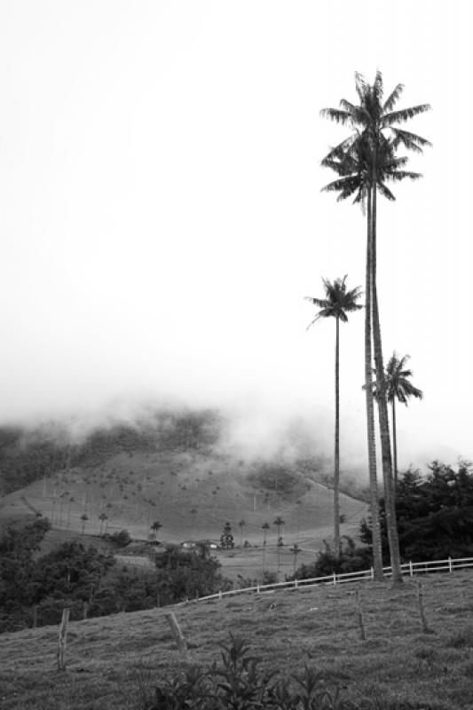 Valle del Cocora, Salento, Eje Cafetero, Quindio, ...