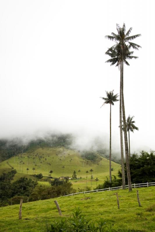 Valle del Cocora, Salento, Eje Cafetero, Quindio, ...