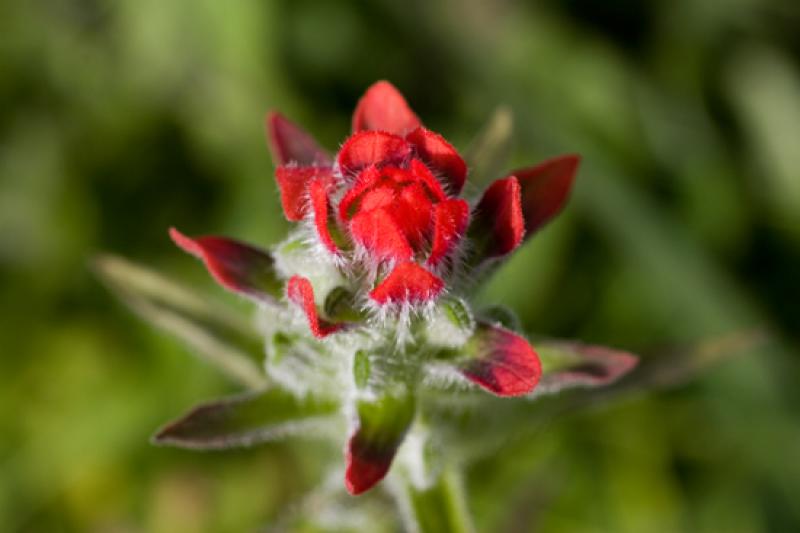 Detalle de una Flor