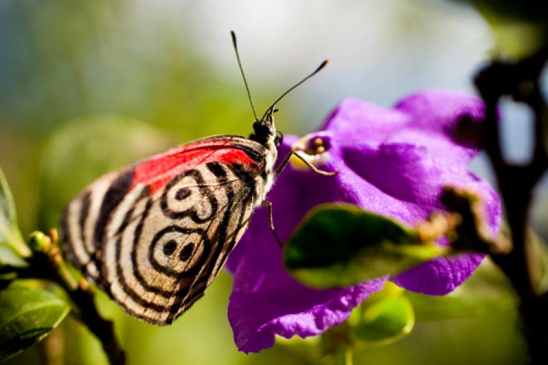 Diaethria clymena