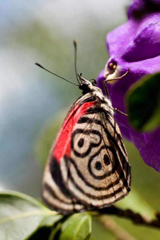 Diaethria clymena