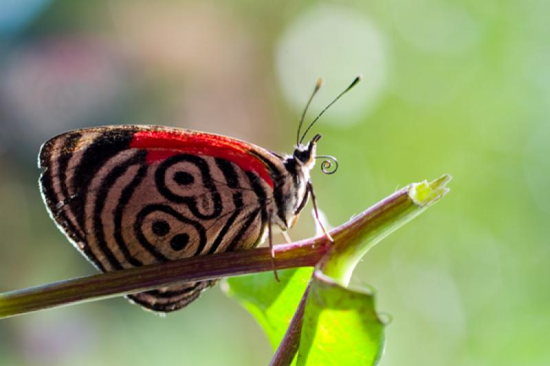 Diaethria clymena