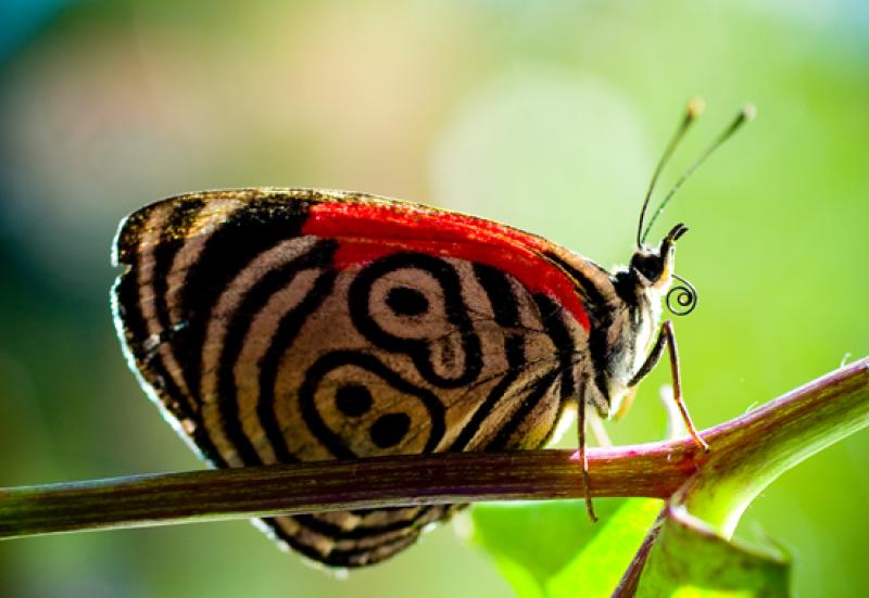 Diaethria clymena