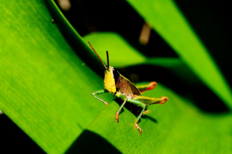 Euthystira brachyptera