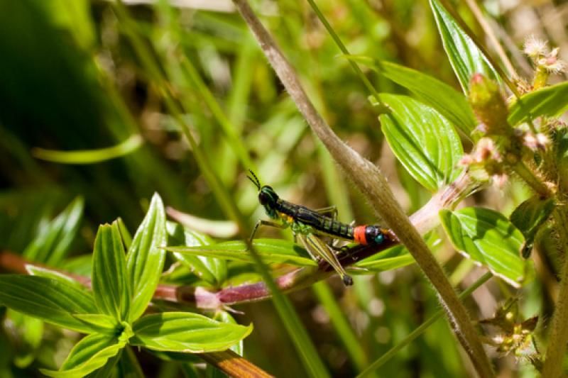 Euthystira brachyptera