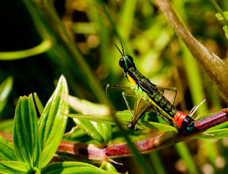 Euthystira brachyptera