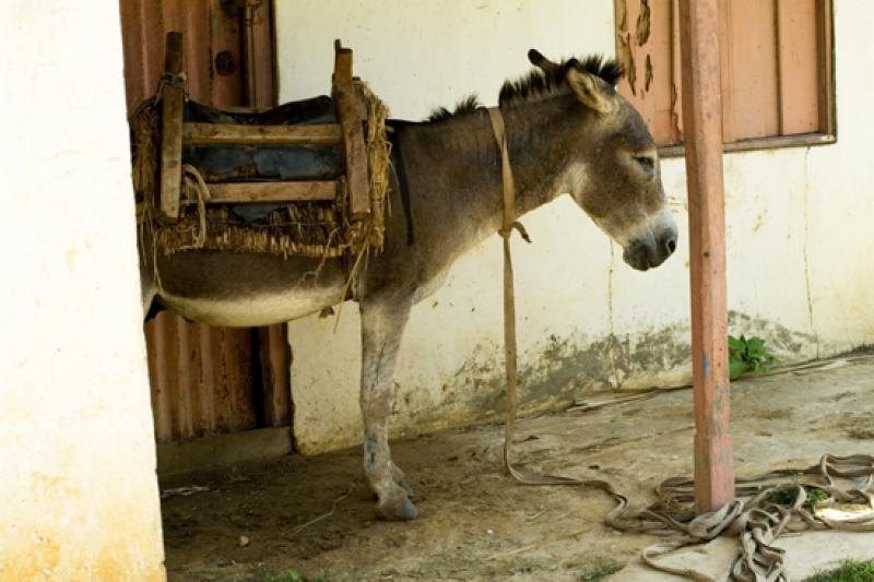 Equus asinus, Isla Fuerte, Bolivar, Cartagena, Col...