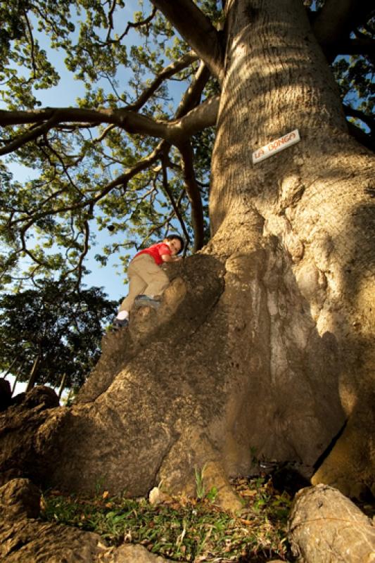 Ceiba pentandra, Isla Fuerte, Bolivar, Cartagena, ...