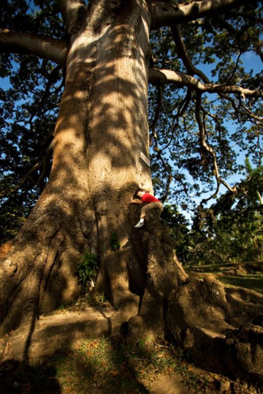 Ceiba pentandra, Isla Fuerte, Bolivar, Cartagena, ...