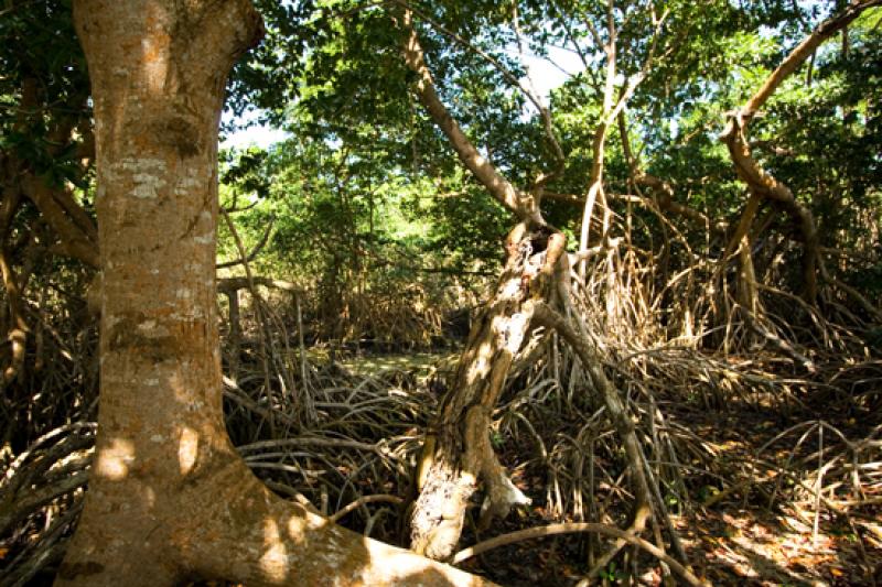 Manglar, Isla Fuerte, Bolivar, Cartagena, Colombia