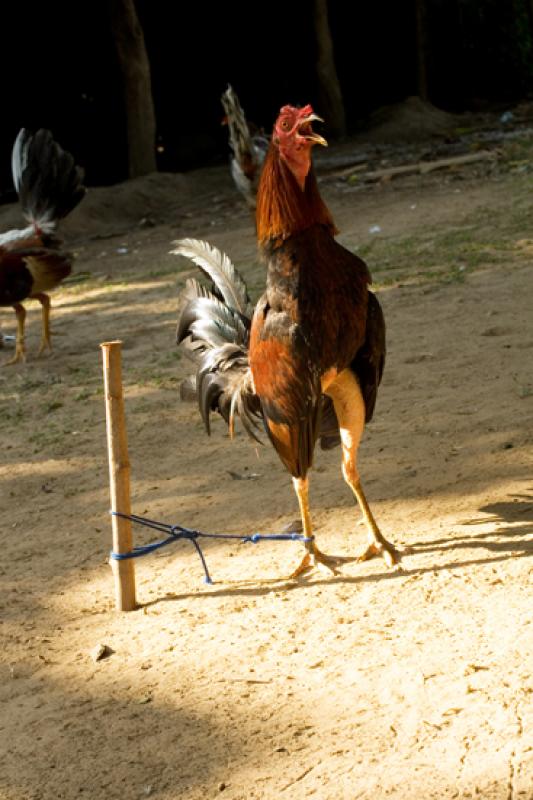 Gallo de Pelea, Isla Fuerte, Bolivar, Cartagena, C...