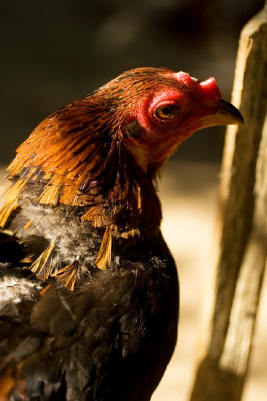 Gallo de Pelea, Isla Fuerte, Bolivar, Cartagena, C...