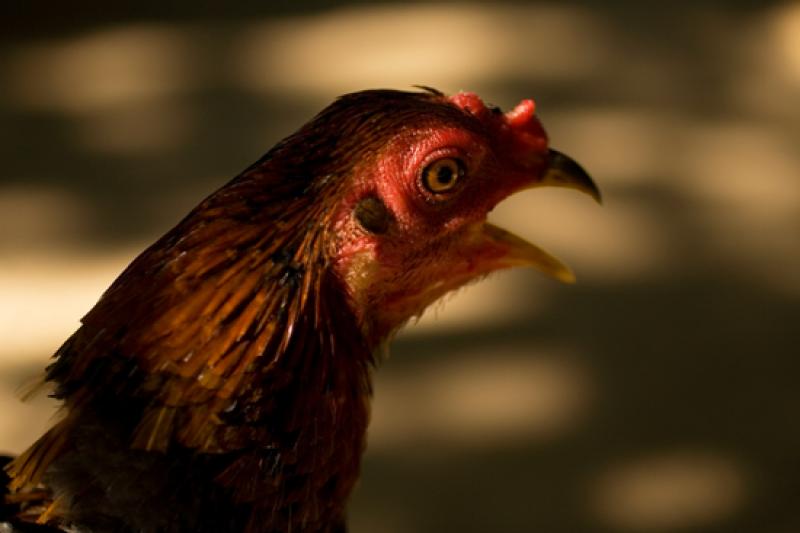 Gallo de Pelea, Isla Fuerte, Bolivar, Cartagena, C...