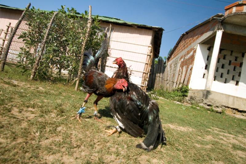 Pelea de Gallos, Isla Fuerte, Bolivar, Cartagena, ...