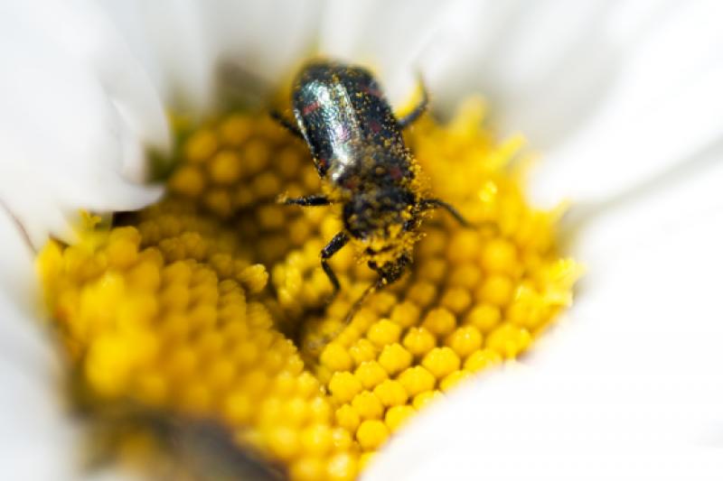 Abeja en una Margarita