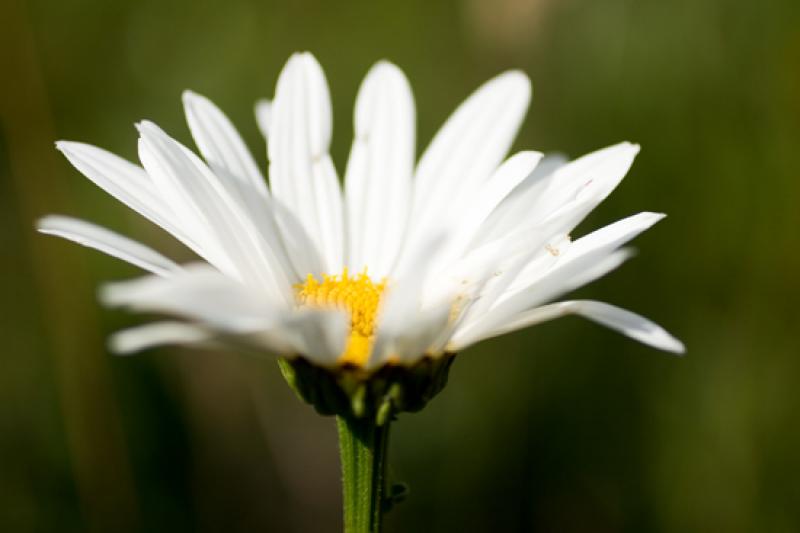 Leucanthemum vulgare