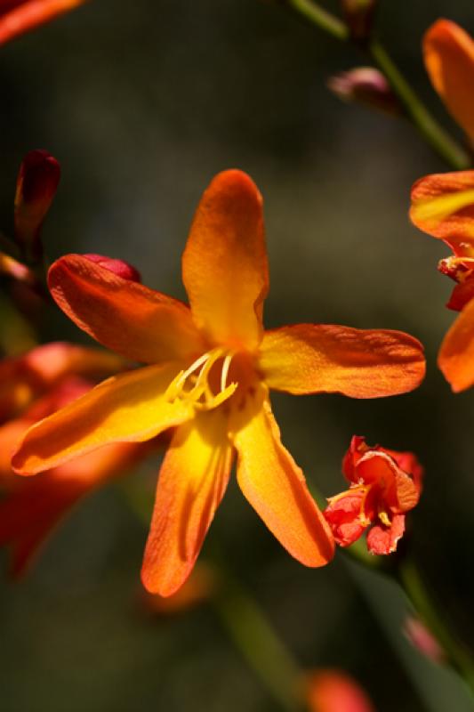 Hemerocallis fulva