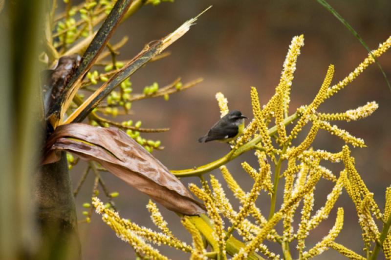 Coereba flaveola