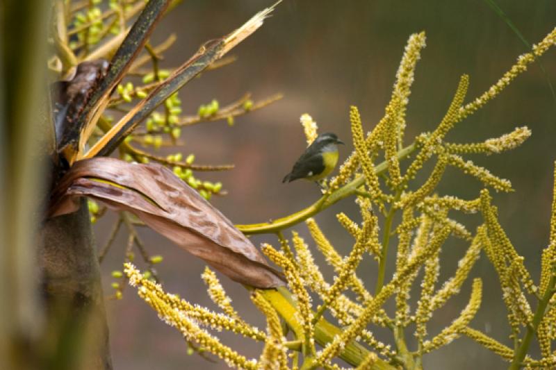 Coereba flaveola