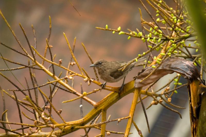 Turdus ignobilis